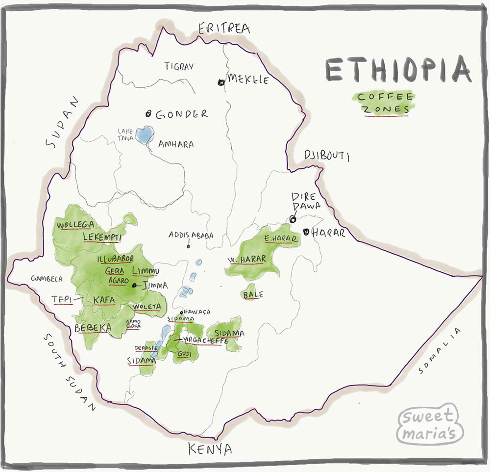 Ethiopia - Coffee Shrub