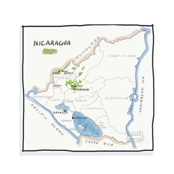 Nicaragua - Coffee Shrub