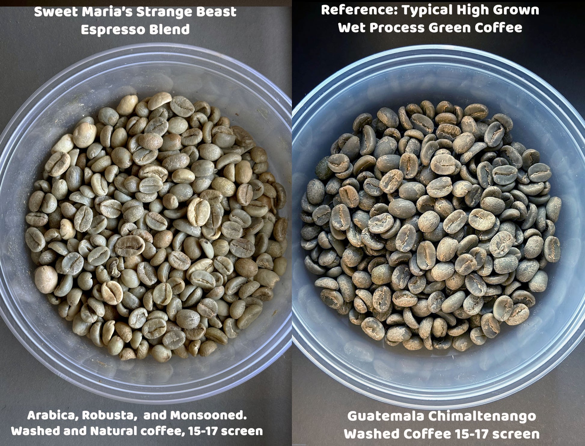 Side-by-side green coffee comparison of Strange Beasts blend and a typical wet process Guatemalan coffee.