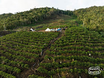 An aerial view of one part of the Finca Rosita plantings in Illimani
