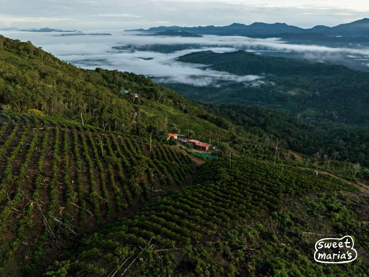 An aerial shot of the neatly planted rows of coffee at  Finca Rosita farm in Caranavi, Bolivia.