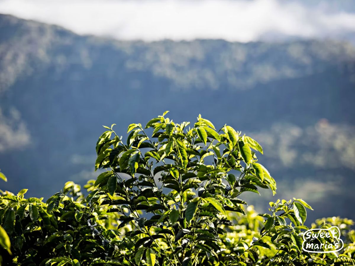 Bolivia Caranavi Finca Rosita