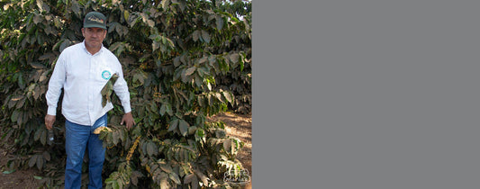 Brazil Patrocinio Fazenda Paraiso