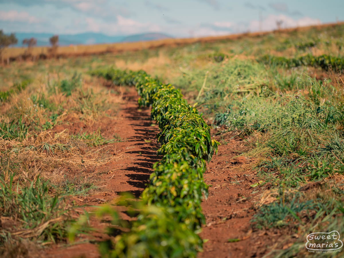 A shot of Santa Rita de Cássia farm stretching up to the top of the 1400 meter hill.