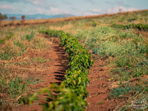 A shot of Santa Rita de Cássia farm stretching up to the top of the 1400 meter hill.