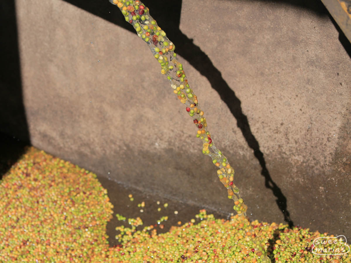 Pulp natural coffee being send to the soaking tanks before drying. 