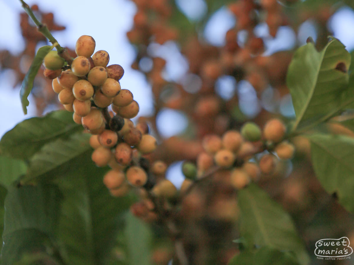 Yellow Catuaí fruit ripens at a farm in Carmo de Minas region, Sul de Minas. (not Sitio Tres Barras - we have yet to visit!)
