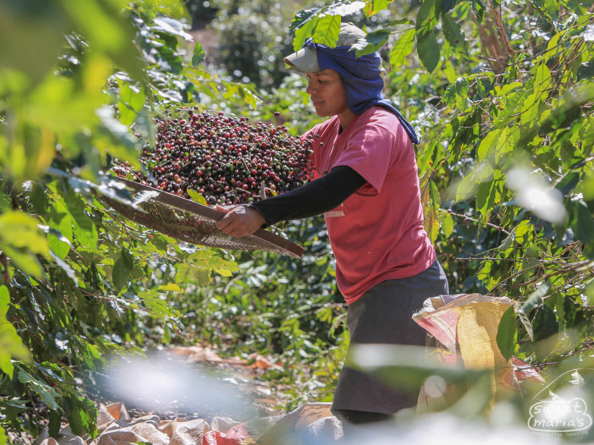 Winnowing out stems and other debris at a Carmo Coffees farm.