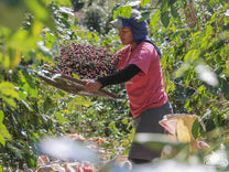 Winnowing out stems and other debris at a Carmo Coffees farm.