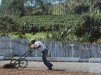 A worker uses a wheeled rake to turn the dry process coffee as it dries on the cement patio (this is not Alto da Serra).