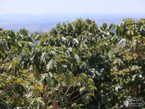 Looking out over a typical lush valley in the mountainous areas of Sul de Minas region