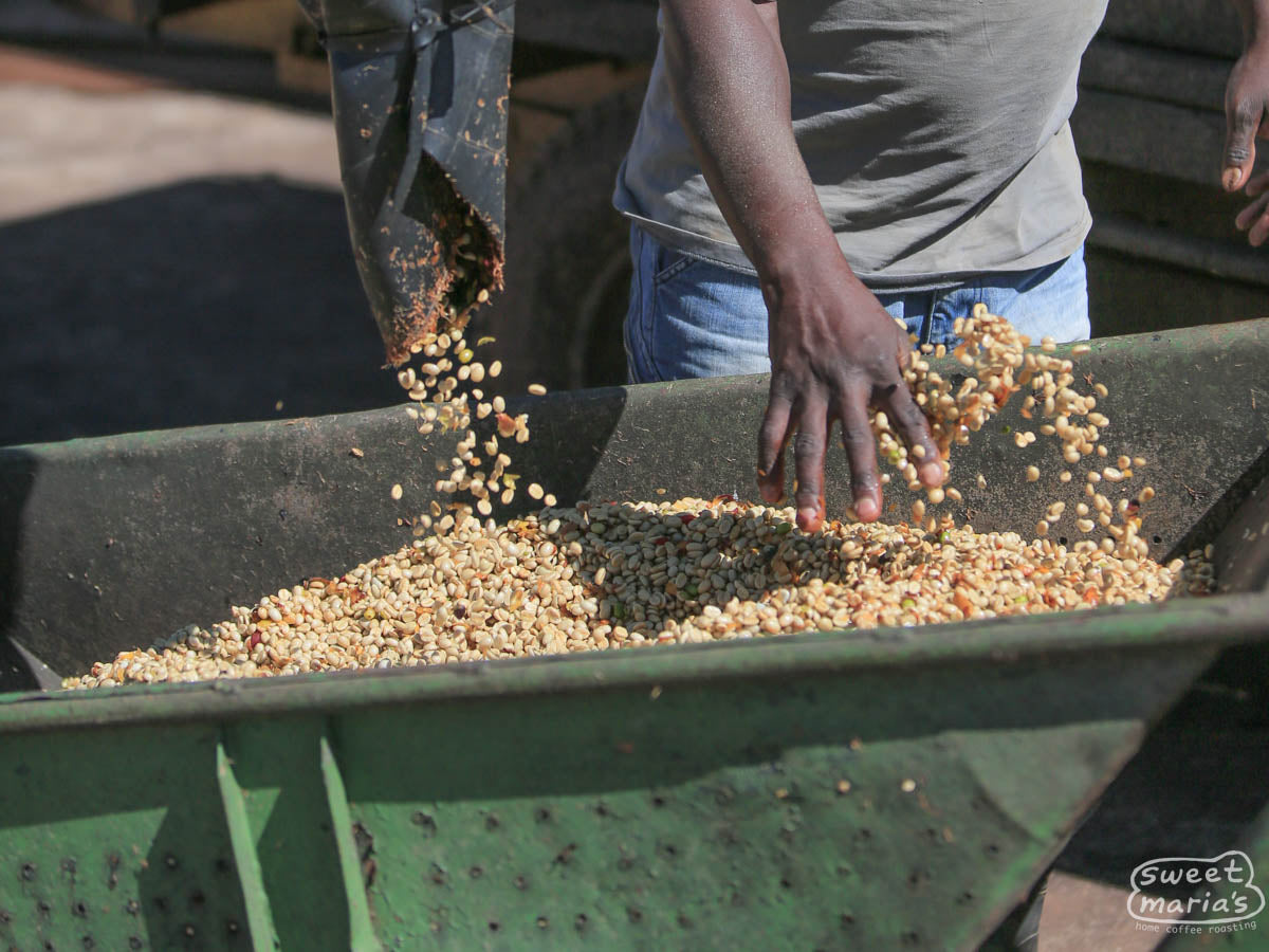 Pulp natural coffee drops from the process machinery above to a cart that will be used to transport it to the drying beds. At another farm in Carmo de Minas (not Santa Lucia).