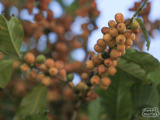 Yellow coffee cherries ripen at a South Minas farm. This is from Carmo area, not Machado, which we have not visited.