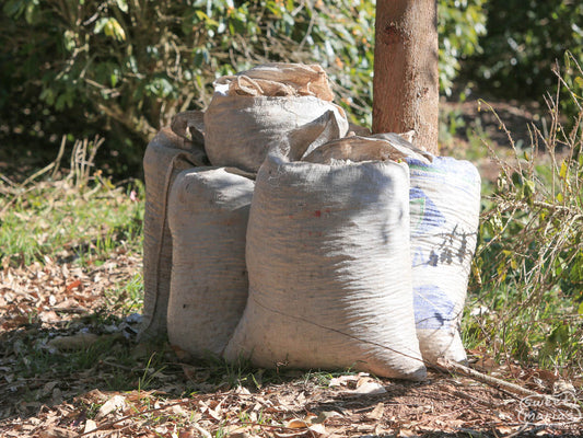Woven bags filled with coffee cherries at Sertao, the sister farm to Fazenda IP. Carmo de Minas.