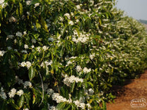 Flowering coffee plants at Sao Jose before the harvest.