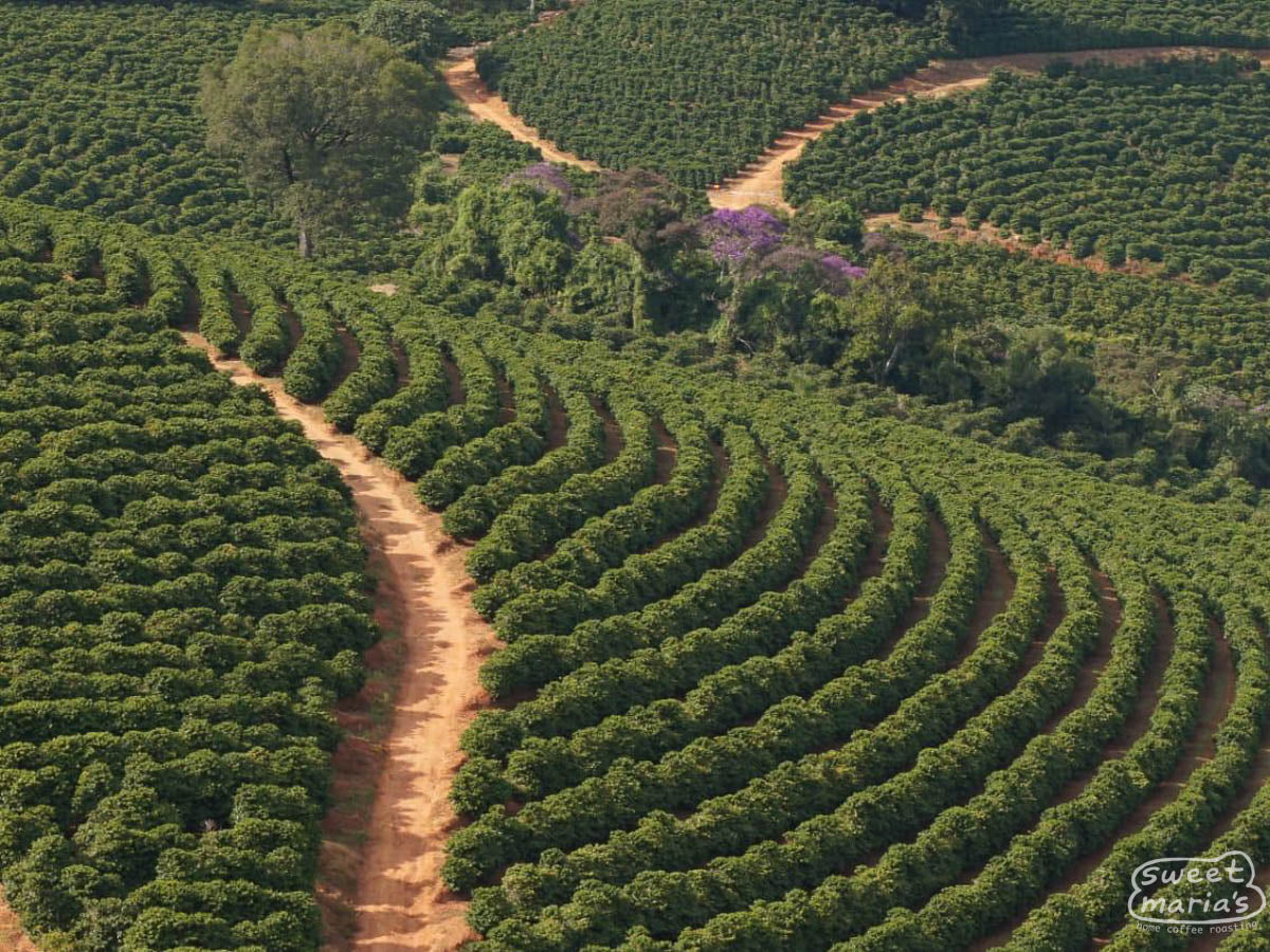 Aerial view of neatly planted coffee trees at Sao Jose farm.