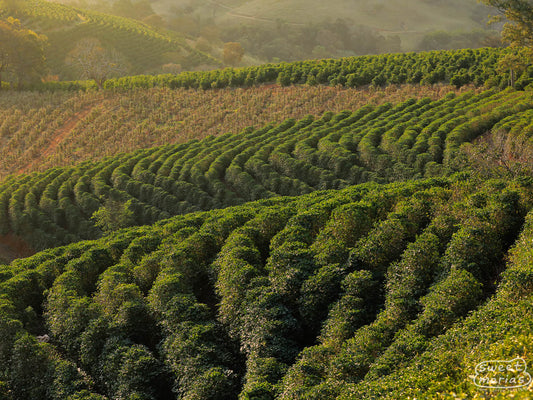 Rows of coffee form patterned waves on the hillside at Sitio Sao Jose, Santa Rita do Sapucai, Minas Gerais, Brazil.