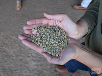 Green dry process coffee from another Minas Geraís farm after being milled.