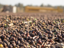 Coffee cherries dry on a cement patio in Mogiana region. This is "dry process" coffee, where the cherry is left intact with the seed while drying.