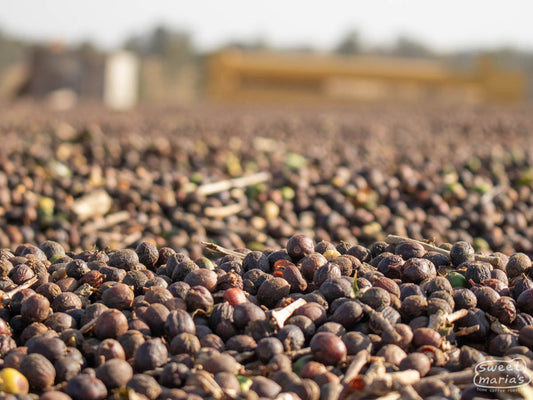 Coffee cherries dry on a cement patio in Mogiana region. This is 