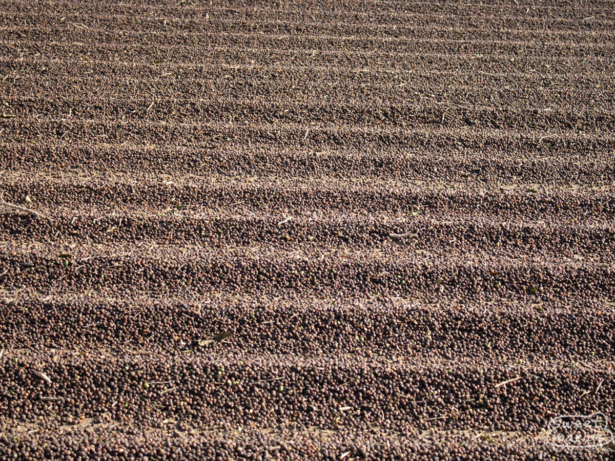 Dry process coffee cherries on a cement patio in Minas Gerais region, Brazil.