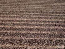 Dry process coffee cherries on a cement patio in Minas Gerais region, Brazil.