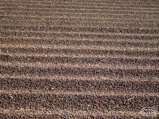 Whole cherry pods drying on a cement patio at another farm in the South Minas region. 