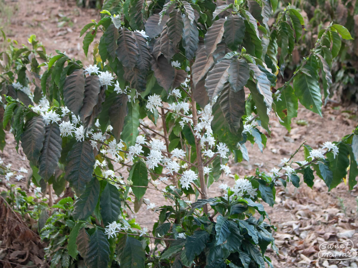 Flowering coffee shrub at a farm in Minas Geraís region, not too far from Sao Sebastiao do Paraiso. We were not able to visit Alto da Serra on our last visit to this part of Brazil