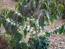 Flowering coffee shrub at a farm in Minas Geraís region, not too far from Sao Sebastiao do Paraiso. We were not able to visit Alto da Serra on our last visit to this part of Brazil