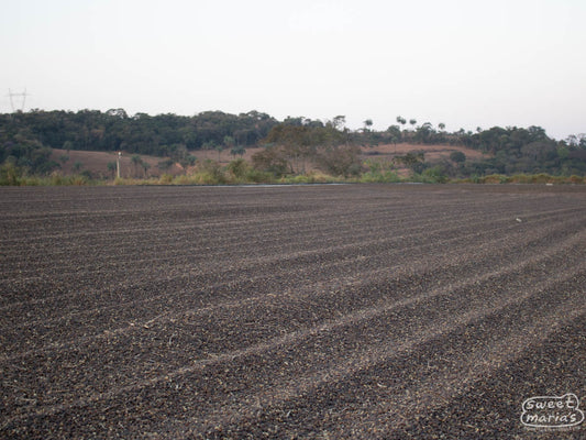 Dry process coffee dries on cement patios at a farm in Minas Geraís (not Dalila's).