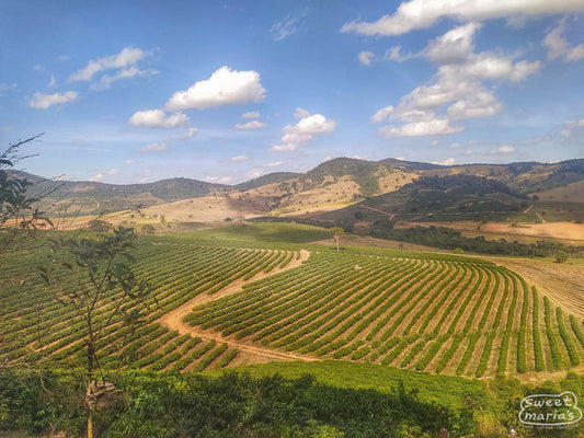 Neatly planted rows of coffee shrubs at the São José farm, run by Andréia Moreira, Sul de Minas, Brazil.