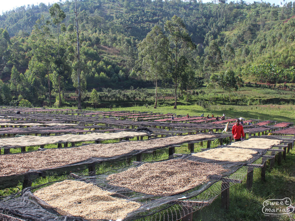 Coffee dries on raised beds made of wood and wire, at the Masha washing station in Gatara Commune, Kayanza, Burundi.