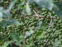  Kayanza