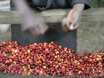 Sorting out unripe coffee cherries by hand at the Kibingo coffee mill in Kayanza. The cherry will be sorted throughout the drying stage (roughly 30 days) and helps produce the top grades.