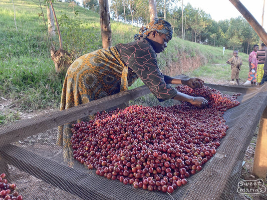 Farmer removes unripe coffee cherries from the drying tables at the Nemba site in Kayanza.