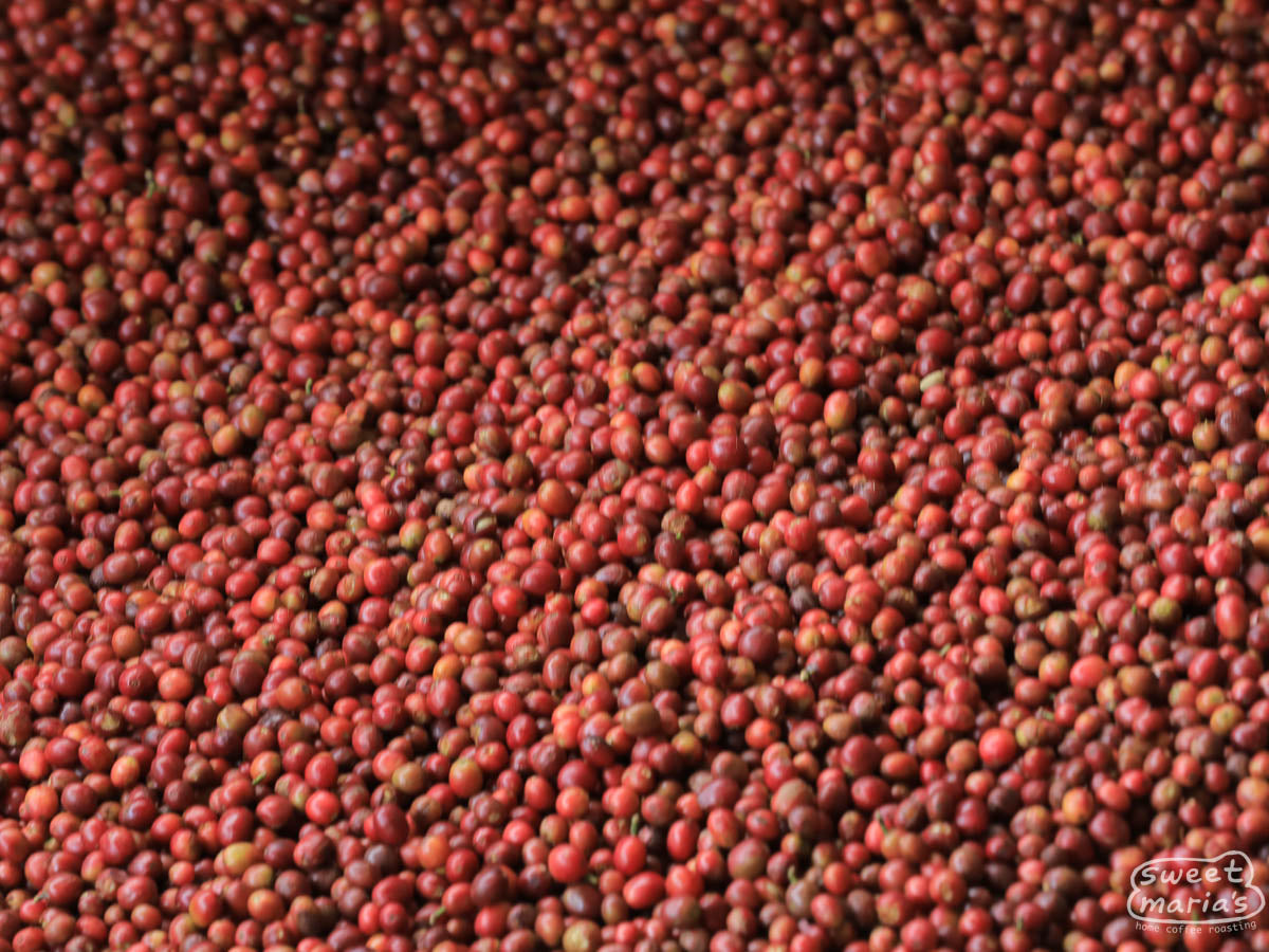  to fermentation tanks