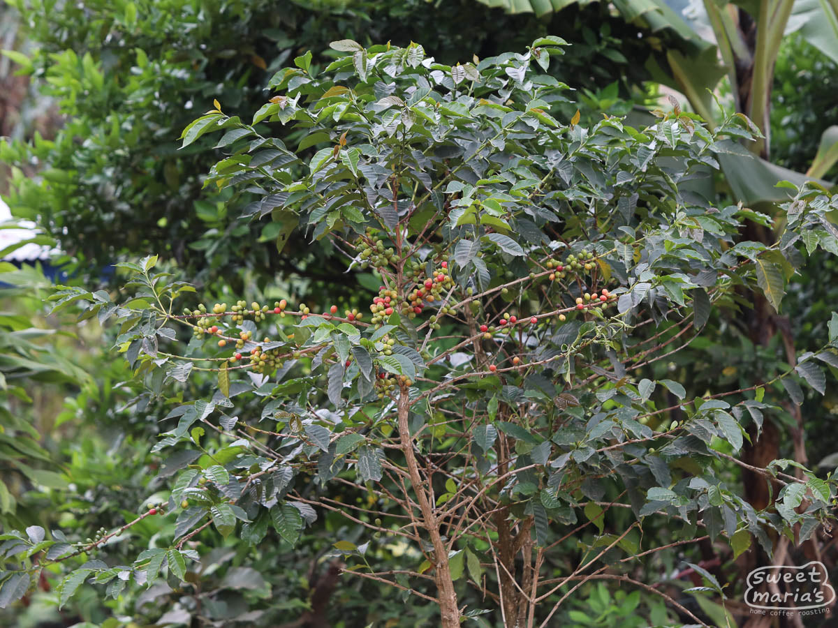 Burundi Colline Rugembe