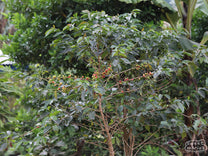 Burundi Colline Rugembe