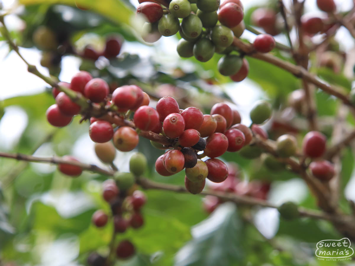 Burundi Colline Rugembe