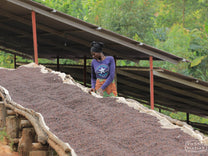 A woman turns the natural process coffee drying on raised beds of Kinama washing station, removing any defects as she goes. Kinama, Nyabiraba, Burundi.