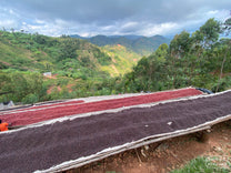 Coffee cherries drying on raised beds at the Kinama site. The bright red cherries were harvested recently (within a day), and darker color has been on the beds for several days. 