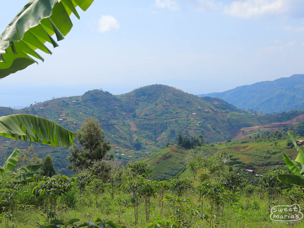  where Masenga is processed. Migoti