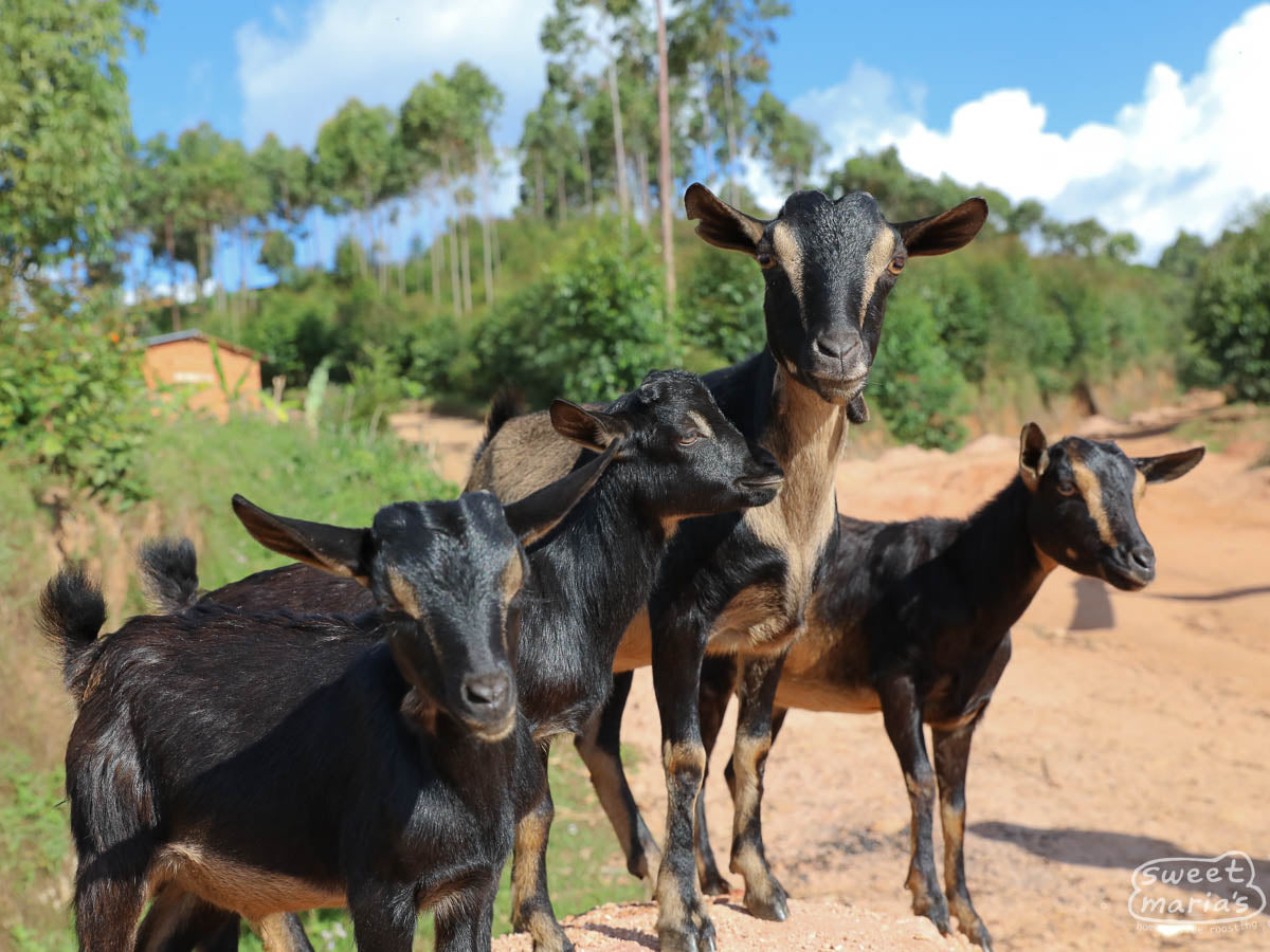 Goats along the road in Collines Murambi, where this coffee is from. Burundi.