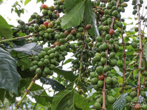 Coffee cherries ripening from green to red at a coffee farm in Murambi hill.