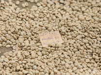 Green coffee still in the parchment layer drying on the raised coffee drying beds at the Murambi. The small note card on top of the coffee has all the information about this specific coffee for tracing purposes, such as delivery date, lot ID, and where it