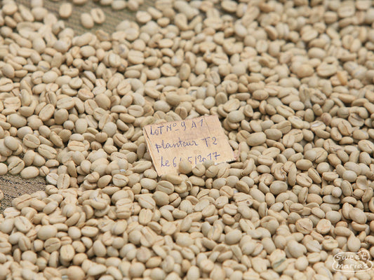 Green coffee still in the parchment layer drying on the raised coffee drying beds at the Murambi. The small note card on top of the coffee has all the information about this specific coffee for tracing purposes, such as delivery date, lot ID, and where it