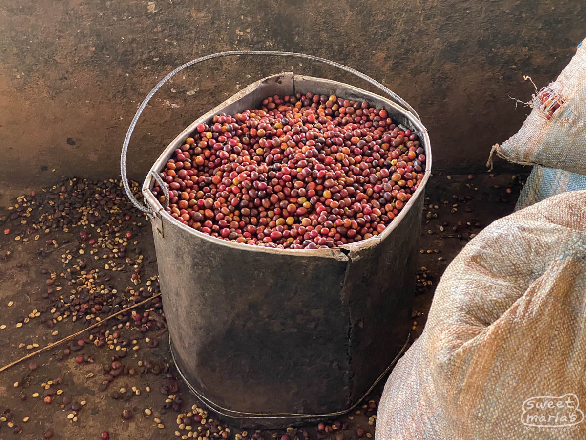 An old metal bucket of coffee cherries that were removed as second quality at the Yandaro wet mill, Kayanza, Burundi.