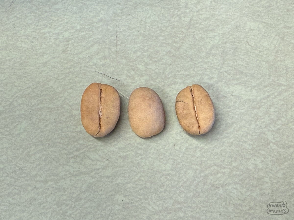 Three coffee seeds in parchment.
