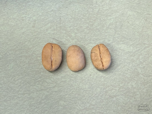 Three coffee seeds in parchment.