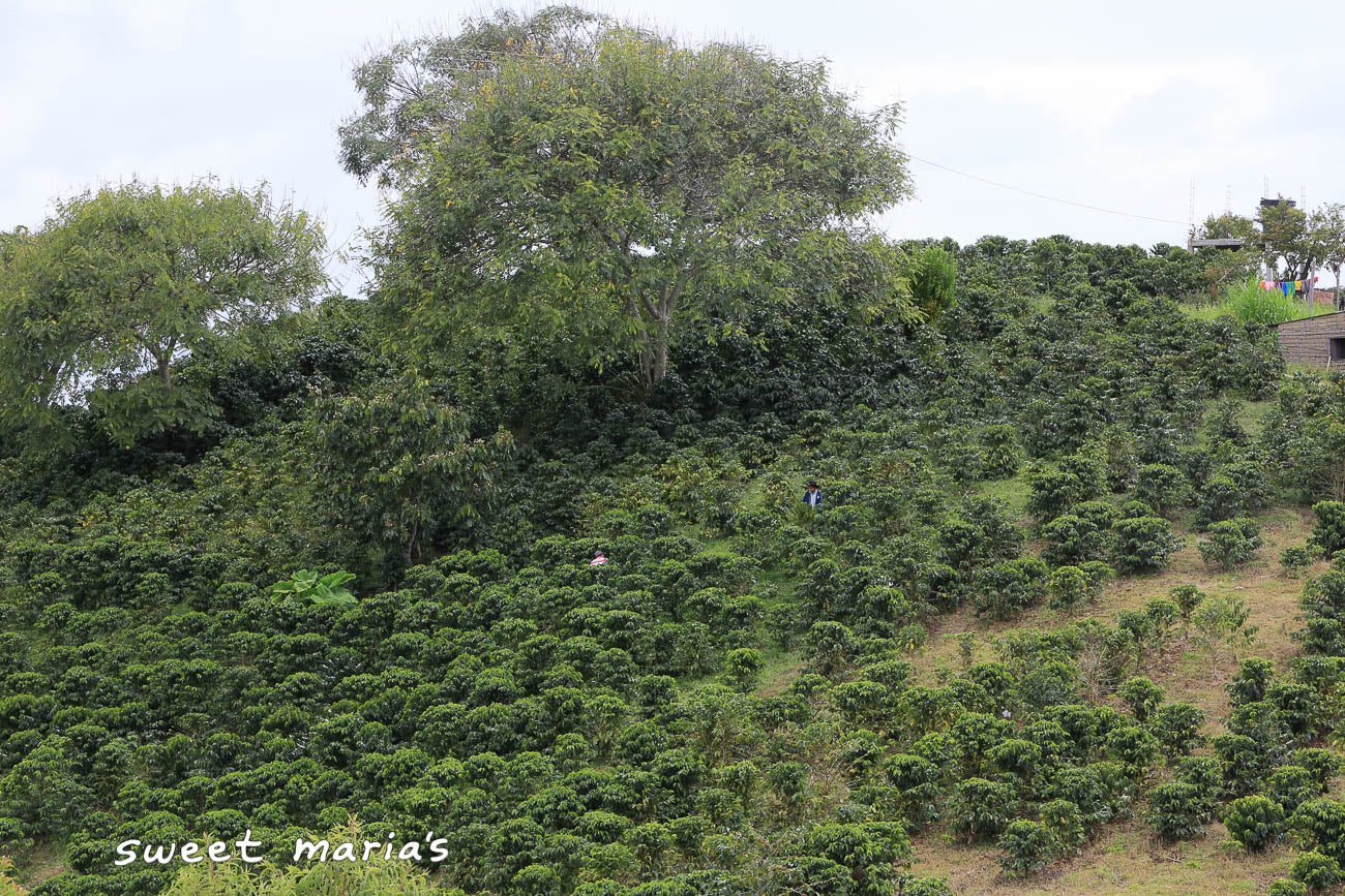 Typical pulper type used to remove fruit from green coffee seeds at small farms in Colombia. This one is in Inzá region.